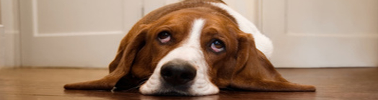 Toute la detresse de son animal chien malade