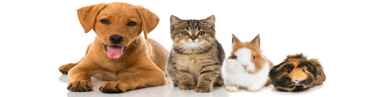 Animaux classiques du domicile, pour chacun, un mode de transport adapté. Animaux classiques.jpg