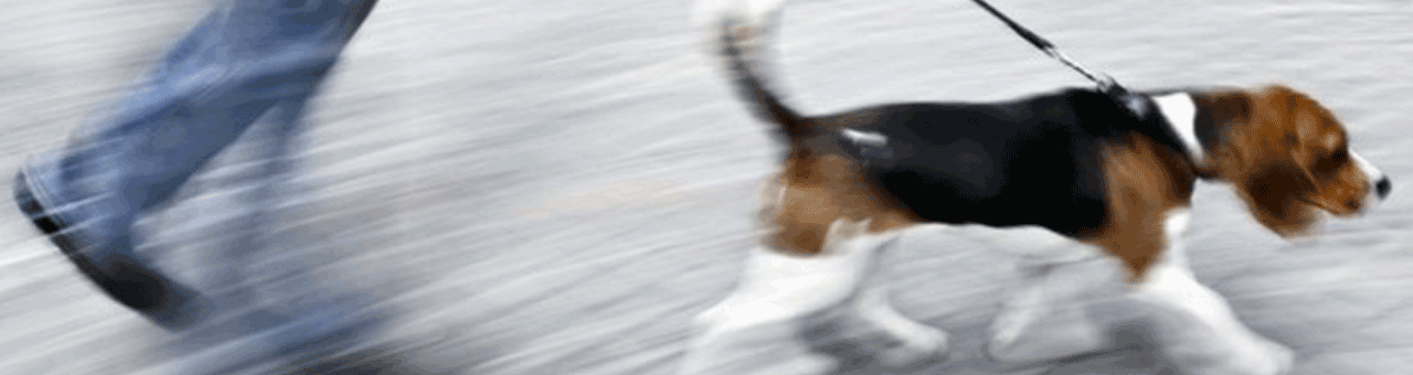 Animaux classiques du domicile, pour chacun, un mode de transport adapté. Promenade en laisse du chien